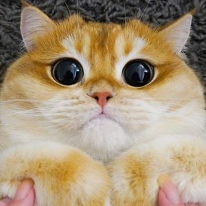 Meet your Posher, Claire